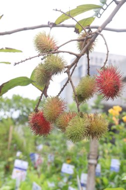 Hasat için çiftlikteki ağaçta duran Rambutan 'lar nakit mahsulüdür. Sindirim sistemine yardım et. Rambutan 'daki diyet lifleri dışkıya kitle ekleyerek ve etki etmesini önleyerek kabızlığı azaltmaya yardımcı olabilir.