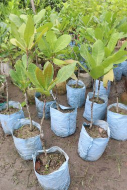 Fidanlıkta satılacak kaju fideleri nakit mahsullerdir. Kolesterolü düşürür, kalp hastalığını önler. Felç riskini azaltır. yüksek magnezyum içeriğine sahip