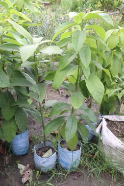 Avocado plant on nursery for sell are cash crops.reduce risk of developing cardiovascular disease, reduce living with obesity, improve cognitive function, digestive. Boosts Satiety. Manage Body Weight