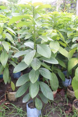 Avocado plant on nursery for sell are cash crops.reduce risk of developing cardiovascular disease, reduce living with obesity, improve cognitive function, digestive. Boosts Satiety. Manage Body Weight