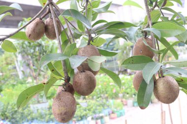 Çiftlikteki ağaçtaki sapodilla, hasat için nakit mahsuldür. Beslenme lifleri var. Lifler bağırsak sağlığını geliştirir. Ayrıca kendini daha uzun süre dolu hissetmeni ve kan şekerini kontrol etmeni sağlar.