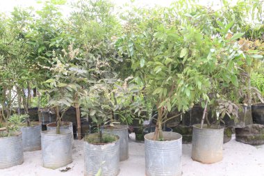 Tarlada hasat için ağaçtaki Longan meyvesi nakit mahsulüdür.