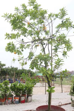Çiftlikteki ağaçta satılan meyveler nakit mahsuldür. Abiu meyvesi antimikrobiyal, anti-mantar, antiviral, antikanser, ağrı kesici, antipiretik ve antienflamatuar özelliklere sahiptir.