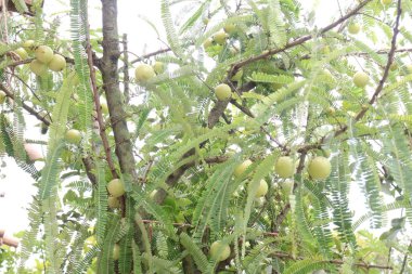 Çiftlikteki ağaçta satılan Amla Bektaşi üzümü nakit ürünleri ve C vitamininin kaynağı olan Soğuk algınlığıyla Mücadele 'nin mükemmel bağışıklık artırıcı ve antioksidan özellikleri var.