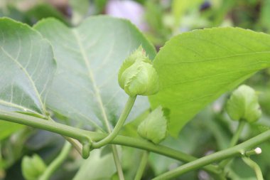 Çiftlikteki tutkulu meyve fabrikası nakit ürünleri. Süslü ve tıbbi bitkileri.
