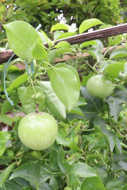 Çiftlikteki tutkulu meyve fabrikası nakit ürünleri. Süslü ve tıbbi bitkileri.