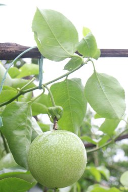 Çiftlikteki tutkulu meyve fabrikası nakit ürünleri. Süslü ve tıbbi bitkileri.