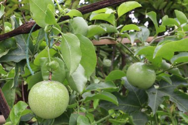 Çiftlikteki tutkulu meyve fabrikası nakit ürünleri. Süslü ve tıbbi bitkileri.