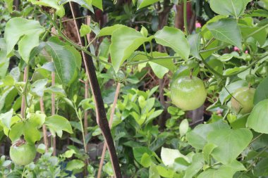 Çiftlikteki tutkulu meyve fabrikası nakit ürünleri. Süslü ve tıbbi bitkileri.