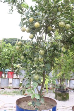 Çiftlikteki ağaçtaki çeşitli pembe limon meyveleri hasat için nakit mahsuldür.