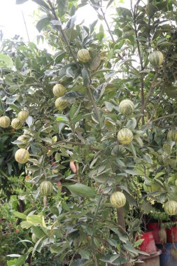 Çiftlikteki ağaçtaki çeşitli pembe limon meyveleri hasat için nakit mahsuldür.