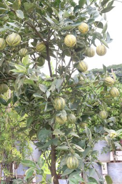 Çiftlikteki ağaçtaki çeşitli pembe limon meyveleri hasat için nakit mahsuldür.