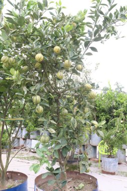 Çiftlikteki ağaçtaki çeşitli pembe limon meyveleri hasat için nakit mahsuldür.