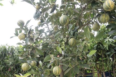 Çiftlikteki ağaçtaki çeşitli pembe limon meyveleri hasat için nakit mahsuldür.