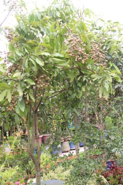 Tarlada hasat için ağaçtaki Longan meyvesi nakit mahsulüdür.