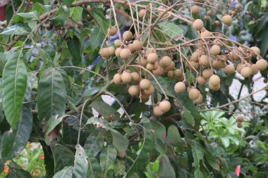 Tarlada hasat için ağaçtaki Longan meyvesi nakit mahsulüdür.