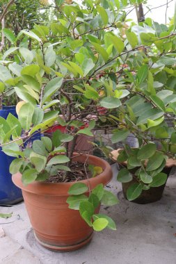 Cocoplum ayrıca Chrysobalanus icaco, cennet eriği, abajeru, icaco, çiftlikteki yağlı domuz fabrikası olarak da bilinir.