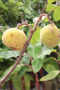 Çiftlikteki ağaçtaki Noel Baba meyveleri nakit mahsulleridir.