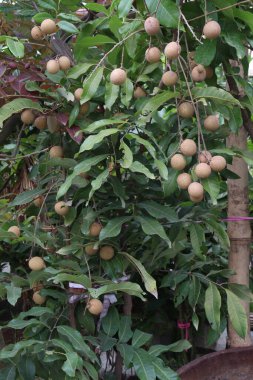 Tarlada hasat için ağaçtaki Longan meyvesi nakit mahsulüdür.