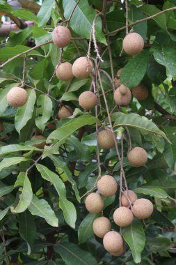 Tarlada hasat için ağaçtaki Longan meyvesi nakit mahsulüdür.