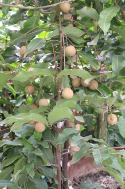 Tarlada hasat için ağaçtaki Longan meyvesi nakit mahsulüdür.