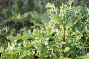 Thistle bitkisi tarlada 