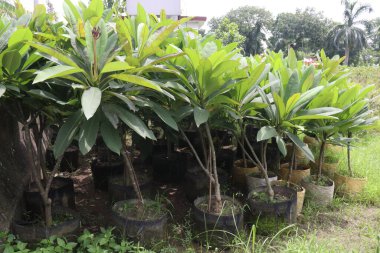 Çiftlikteki Frangipani çiçek bitkisi hasat için nakit mahsuldür.