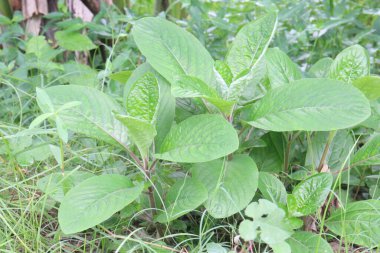 Trichanthera ormandaki dev bir çay bitkisi. Dırdırcı hayvanlar ve tavşanlar için mükemmel bir yem. Kolombiya çiftçileri insanları ve çiftlik hayvanlarını tedavi ediyor. Yapraklar son derece lezzetli ve sindirilebilir.