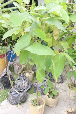Çiftlikteki Burflower ağacı nakit mahsulüdür. Ağaç diyabet, kanser, mantar enfeksiyonları, kas-iskelet hastalıkları, yüksek kolesterol, trigliserit, parazit enfeksiyonları, sindirim bozukluklarını tedavi edebilir.