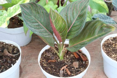 Aglaonema Black Diana yaprak bitkisi kreşteki esrar satışı için nakit ekinler.