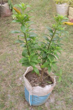 Çiftlikteki Allamanda katarakt ağacı bitkisi nakit mahsulleri karaciğer tümörleri, sarılık, dalak ve sıtmayı tedavi edebilir.