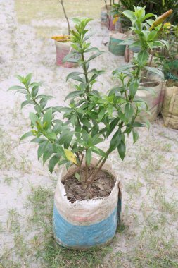 Çiftlikteki Allamanda katarakt ağacı bitkisi nakit mahsulleri karaciğer tümörleri, sarılık, dalak ve sıtmayı tedavi edebilir.