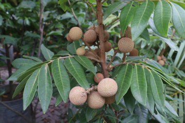 Tarlada hasat için ağaçtaki Longan meyvesi nakit mahsulüdür.