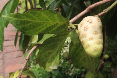 Morinda citrifolia Noni meyvesi satılmak üzere fidanlıkta satılıyor. Nakit ürünler. Çeşitli hastalıklara, antibakteriyel, antitümöre, antelmintiğe, ağrı kesiciye, antienflamatuara...