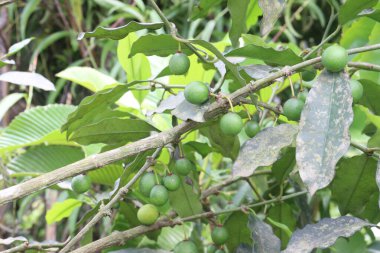 Çiftlikteki ağaçta satılık Garcinia Gardneriana meyveleri nakit ürünleridir.