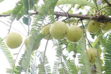Çiftlikteki ağaçta satılan Hint Bektaşi üzümü nakit ürünleri ve C vitamini kaynağı olan Soğuk algınlığına karşı savaşmaya yardım ediyor, bağışıklık artırıcı ve antioksidan özellikleri var.