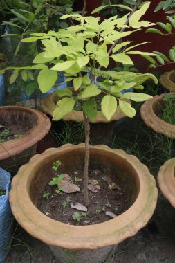 Longan meyveleri hasat için çiftlikteki tohumlar nakit mahsulleridir.