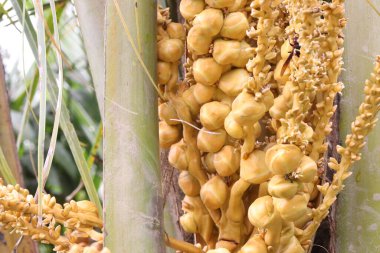 Çiftlikteki hindistan cevizi hasadı için nakit mahsuldür. gıda, yakıt, kozmetik, folklor, inşaat malzemeleri