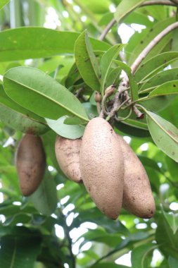 Çiftlikteki ağaçtaki sapodilla, hasat için nakit mahsuldür. Beslenme lifleri var. Lifler bağırsak sağlığını geliştirir. Ayrıca kendini daha uzun süre dolu hissetmeni ve kan şekerini kontrol etmeni sağlar.
