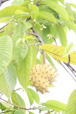 Annona mukoza meyvesi çiftlikte hasat için nakit mahsuldür.