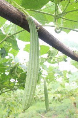 Çiftlikteki Luffa acutangula 'nın sebze hasadı nakittir.