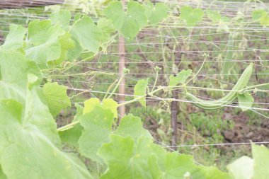 Çiftlikteki Luffa acutangula 'nın sebze hasadı nakittir.