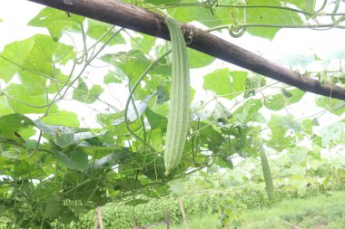 Çiftlikteki Luffa acutangula 'nın sebze hasadı nakittir.