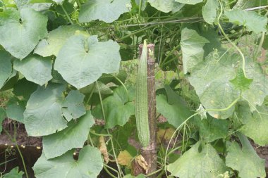 Çiftlikteki Luffa acutangula 'nın sebze hasadı nakittir.