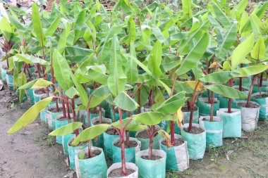 Çiftlikte satılacak muz ağaçları nakit mahsuldür. Muz yemek sağlığa iyi gelirken, muz yemek kan basıncını düşürebilir ve kanser riskini azaltabilir.