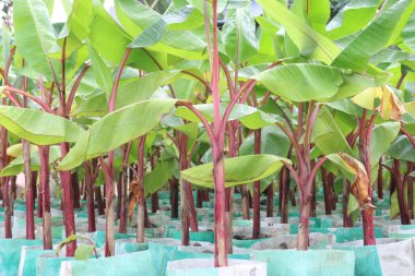 Çiftlikte satılacak muz ağaçları nakit mahsuldür. Muz yemek sağlığa iyi gelirken, muz yemek kan basıncını düşürebilir ve kanser riskini azaltabilir.