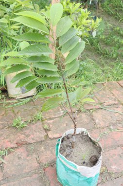 Ağacın tepesindeki lezzetli ve sağlıklı elma şekeri.