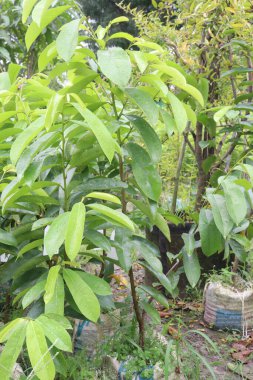 Ağacın tepesindeki lezzetli ve sağlıklı elma şekeri.