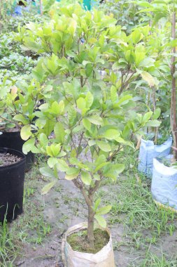 Çiftlikteki ağaçta satılık mucize meyveler nakit mahsuldür. Her zaman yeşil bir çalı. Böğürtlen, yaprak ve tohum yağı ilaç olarak kullanılır. İnsanlar diyabet ve obezite için mucize meyve kullanırlar.