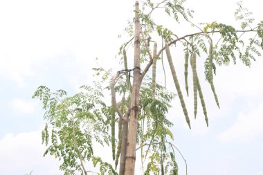 Çiftlikteki ağaçtaki Moringa 'nın hasadı nakit mahsuldür. Bilimsel olarak Moringa oleifera Lam olarak bilinir. Hindistan, Bangladeş, Afganistan ve Pakistan 'ın Himalaya bölgelerinde bulunur.